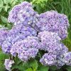 Kerti Hortenzia " Together Blue" - Hydrangea macrophylla