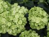 Kerti Hortenzia - Hydrangea macrophylla "Verdii"