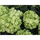 Kerti Hortenzia - Hydrangea macrophylla "Verdii"