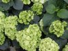 Kerti Hortenzia - Hydrangea macrophylla "Verdii"