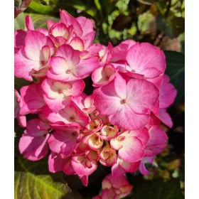   Kerti Hortenzia " Angelika " - Hydrangea macrophylla