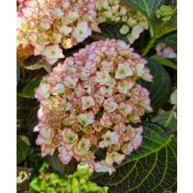 Kerti Hortenzia " Benthe " - Hydrangea macrophylla