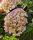 Kerti Hortenzia " Benthe " - Hydrangea macrophylla