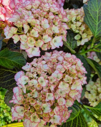 Kerti Hortenzia " Benthe " - Hydrangea macrophylla