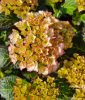 Kerti Hortenzia " Benthe " - Hydrangea macrophylla
