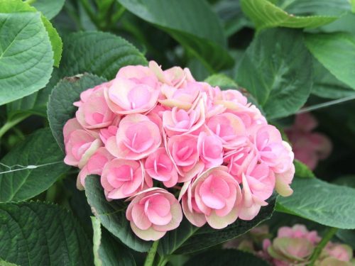Kerti Hortenzia " Papillion- Love" - Hydrangea macrophylla
