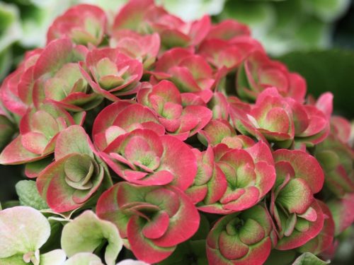 Kerti Hortenzia " Papillion- Love" - Hydrangea macrophylla