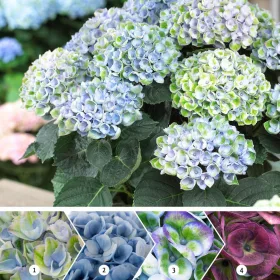   Hydrangea Magical For Sensation "Evolution Blue"  - Mágikus Hortenzia