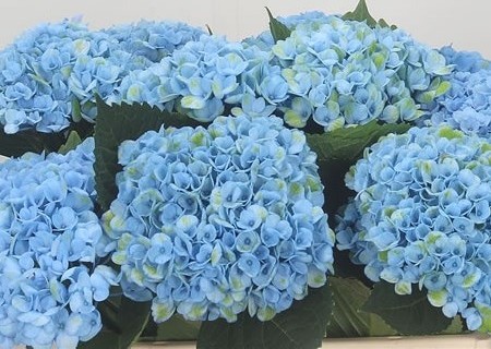 Hydrangea Magical For Sensation "Evolution Blue"  - Mágikus Hortenzia