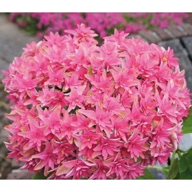   KERTI HORTENZIA " Princess Diana" - HYDRANGEA MACROPHYLLA