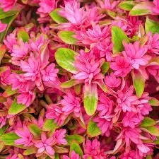 KERTI HORTENZIA " Princess Diana" - HYDRANGEA MACROPHYLLA