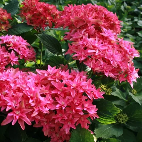KERTI HORTENZIA " Princess Diana" - HYDRANGEA MACROPHYLLA
