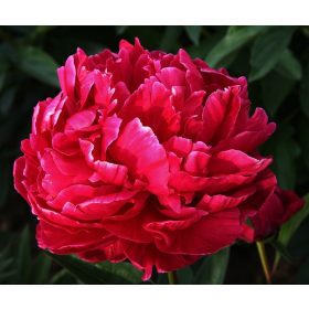   Illatos piros bazsarózsa - Paeonia lactiflora 'Red Sarah Bernhardt'