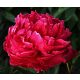 Illatos piros bazsarózsa - Paeonia lactiflora 'Red Sarah Bernhardt'