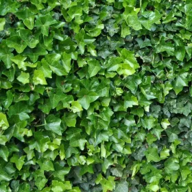 Ír borostyán - Hedera hibernica