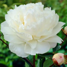   Illatos fehér bazsarózsa - Paeonia Lactiflora 'Gardenia'
