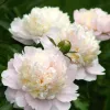 Illatos dupla fehér bazsarózsa - Paeonia lactiflora ‘Shirley Temple’ 