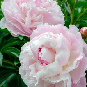   Illatos dupla fehér bazsarózsa - Paeonia lactiflora ‘Shirley Temple’ 