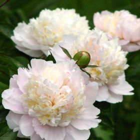   Illatos dupla fehér bazsarózsa - Paeonia lactiflora ‘Shirley Temple’ 