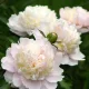 Illatos dupla fehér bazsarózsa - Paeonia lactiflora ‘Shirley Temple’ 