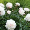 Illatos dupla fehér bazsarózsa - Paeonia lactiflora ‘Shirley Temple’ 