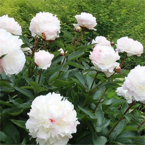 Illatos dupla fehér bazsarózsa - Paeonia lactiflora ‘Shirley Temple’ 