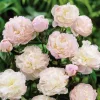 Illatos dupla fehér bazsarózsa - Paeonia lactiflora ‘Shirley Temple’ 