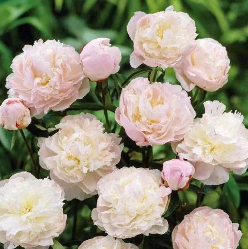 Illatos dupla fehér bazsarózsa - Paeonia lactiflora ‘Shirley Temple’ 