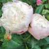 Illatos dupla fehér bazsarózsa - Paeonia lactiflora ‘Shirley Temple’ 