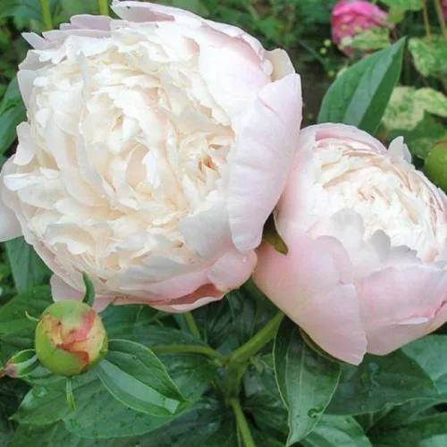 Illatos dupla fehér bazsarózsa - Paeonia lactiflora ‘Shirley Temple’ 