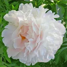 Illatos dupla fehér bazsarózsa - Paeonia lactiflora ‘Shirley Temple’ 