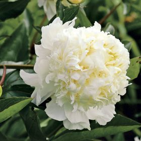   Illatos fehér fodros bazsarózsa - Paeonia lactiflora 'Charlies white'