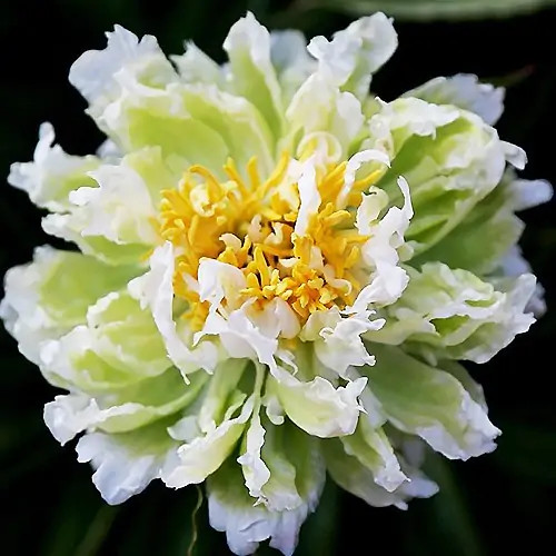 Illatos zöldes bazsarózsa - Paeonia lactiflora ‘Green Lotus’ 