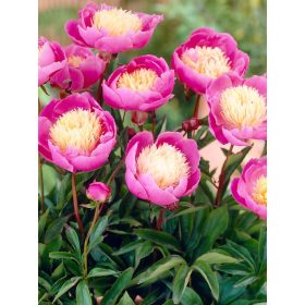   Illatos halványsárgás rózsaszín bazsarózsa - Paeonia lactiflora 'Bowl Of Beauty'