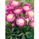Illatos halványsárgás rózsaszín bazsarózsa - Paeonia lactiflora 'Bowl Of Beauty'