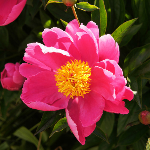 Illatos sötét rózsaszín bazsarózsa - Paeonia lactiflora 'Nymphe' 
