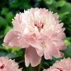 Illatos világos rózsaszín bazsarózsa - Paeonia lactiflora 'Alertie'