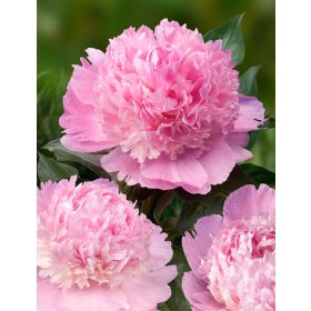   Illatos világos rózsaszín bazsarózsa - Paeonia lactiflora 'Alertie'