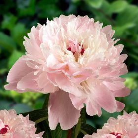 Illatos világos rózsaszín bazsarózsa - Paeonia lactiflora 'Alertie'