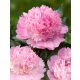 Illatos világos rózsaszín bazsarózsa - Paeonia lactiflora 'Alertie'