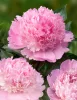 Illatos világos rózsaszín bazsarózsa - Paeonia lactiflora 'Alertie'