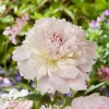Illatos világos rózsaszín bazsarózsa - Paeonia lactiflora 'Alertie'