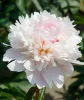 Illatos világos rózsaszín bazsarózsa - Paeonia lactiflora 'Alertie'