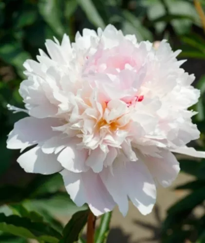 Illatos világos rózsaszín bazsarózsa - Paeonia lactiflora 'Alertie'