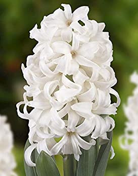 Jácint - fehér - Hiacinthus Orientalis