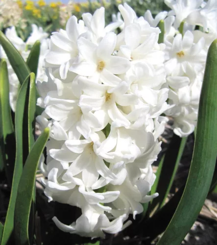 Jácint - fehér - Hiacinthus Orientalis