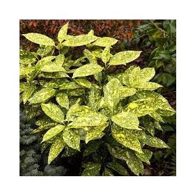 Japán babérsom  (Aucuba japonica)