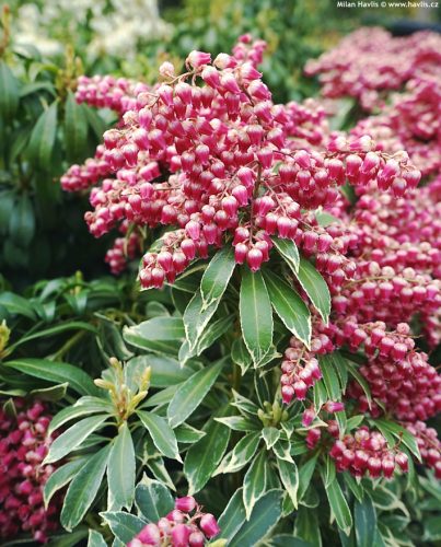 Japán babérhanga - PIERIS 'POLAR PASSION'