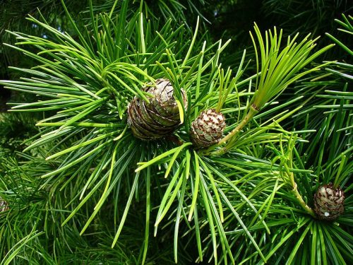 Japán ernyőfenyő - Sciadopitis vericillata