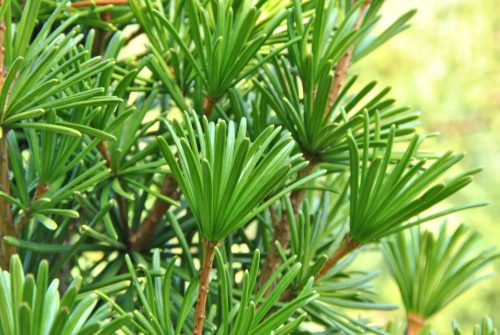 Japán ernyőfenyő - Sciadopitis vericillata